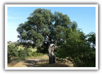Pomezia